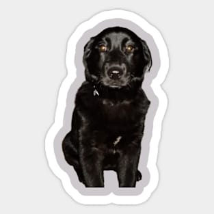 Black Lab Beauty Sticker